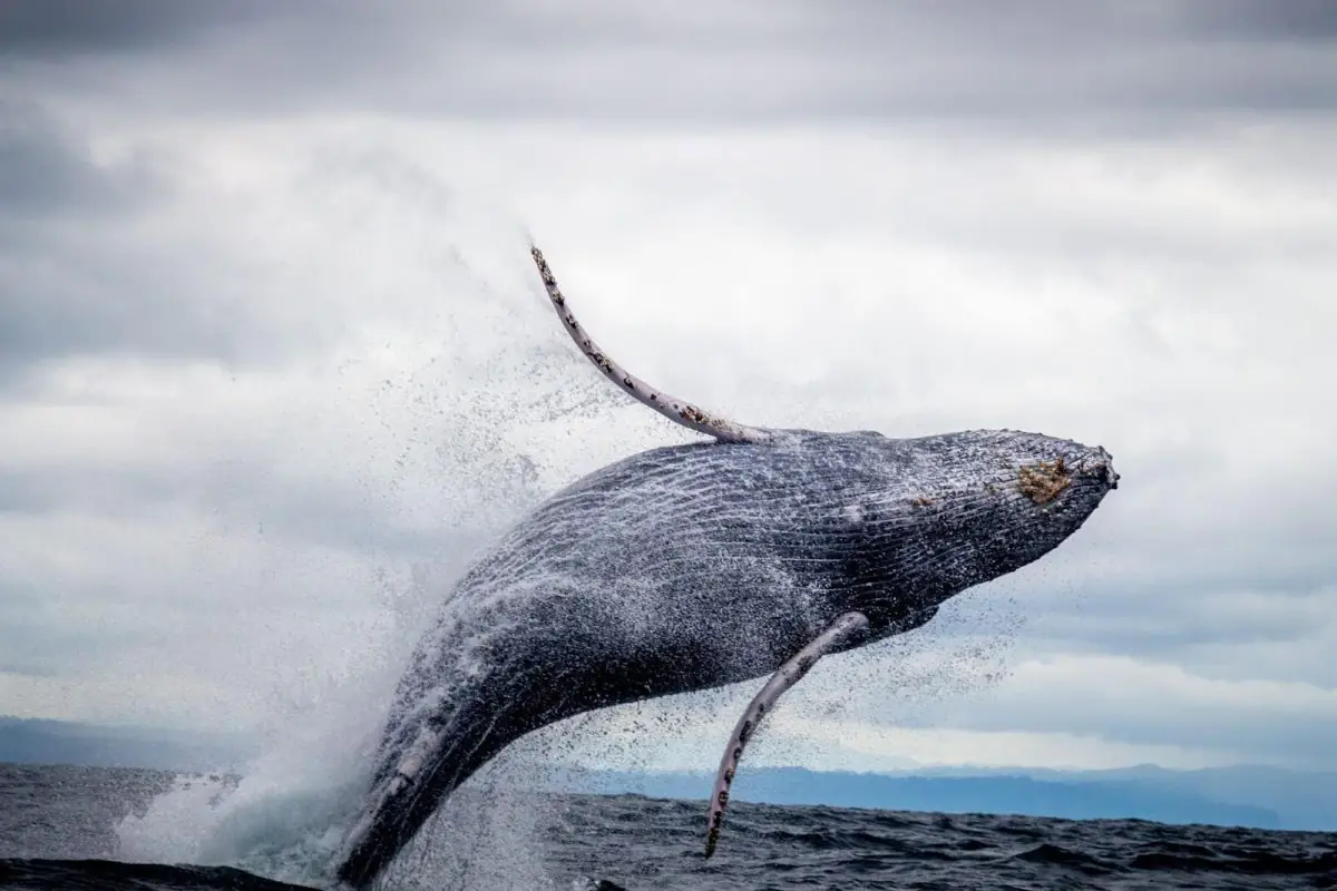 Whales Flip Long on Bitcoin – Here Are the 2 Most Important Levels