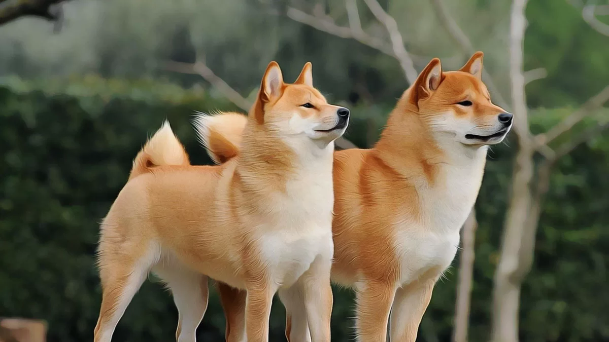 Shiba Inu’s Price Dynamics: Short-Term Rise or Potential Instability?