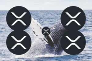 XRP Whales Just Stopped Selling: What Do They Know About XRP